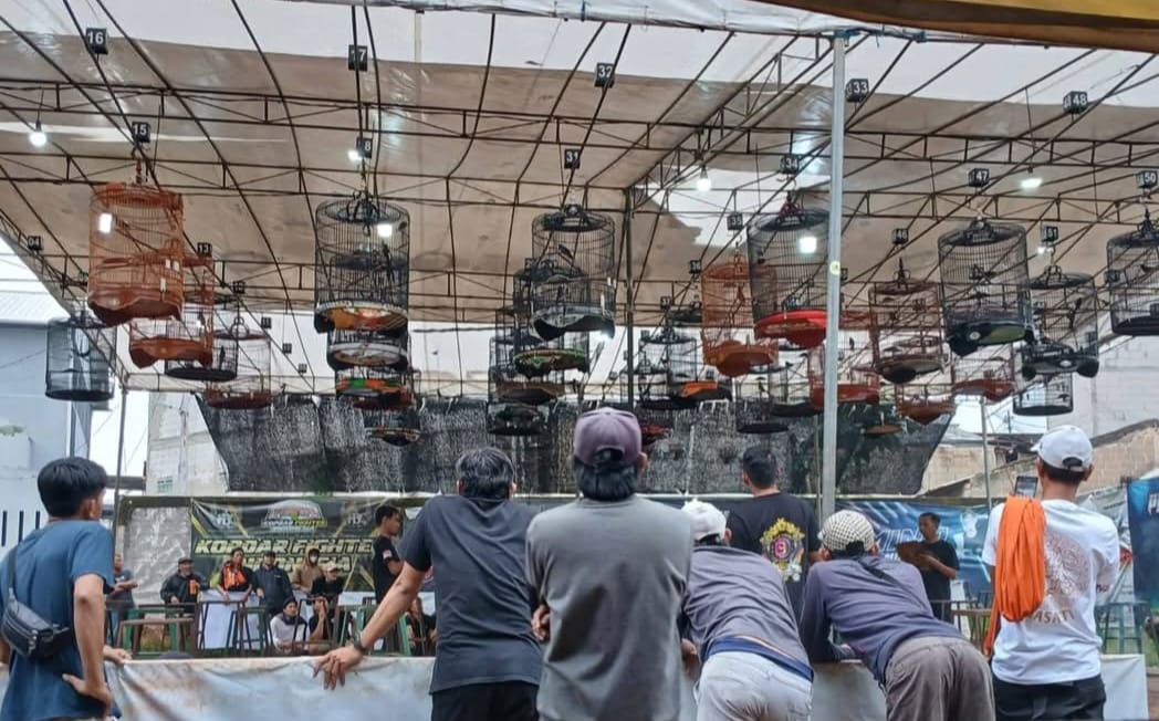 Gantangan PBC Peninggilan: Surganya Pecinta Burung Kicau Murai Batu