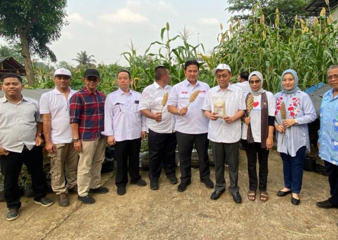 Ketum Garuda Astacita Nusantara Panen Sorgum di Etalase GAN Banten, Dorong Ketahanan Pangan dan Ekonomi Masyarakat
