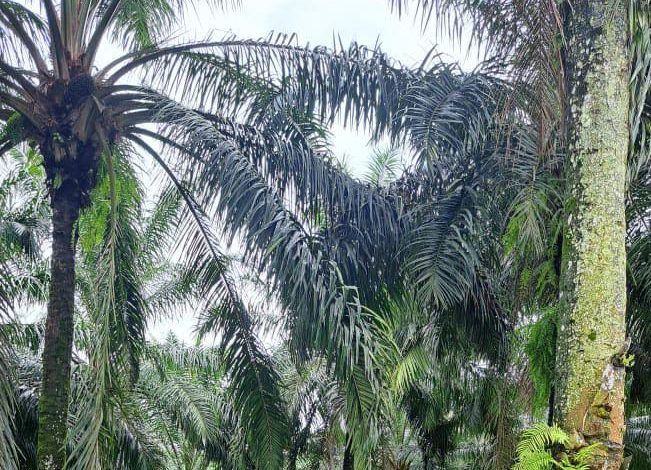 Perkebunan Sawit di Sukabumi Perlu Penataan, Dinas Pertanian Catat Sebagian Belum Lengkapi Izin Diversifikasi