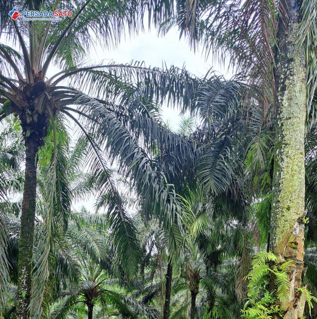 Perkebunan Sawit di Sukabumi Perlu Penataan, Dinas Pertanian Catat Sebagian Belum Lengkapi Izin Diversifikasi