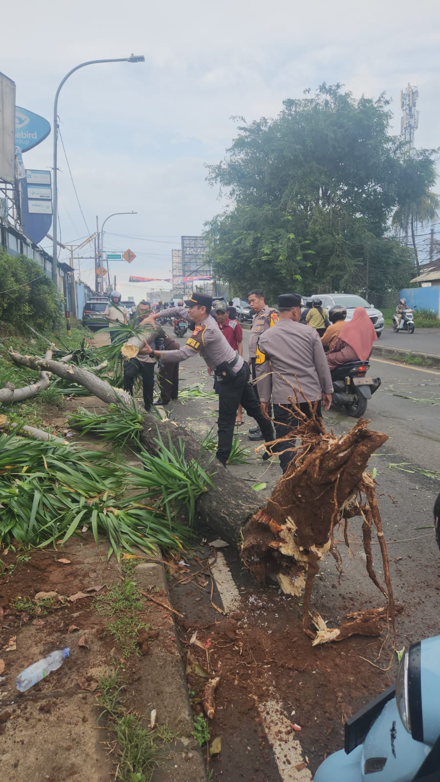 Respons Layanan 110, Polisi Evakuasi Pohon Tumbang dan Atur Lalin di Pamulang