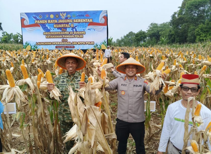 Kapolres Tangsel Hadiri Panen Jagung Kuartal II Polda Metro Jaya di Cisauk